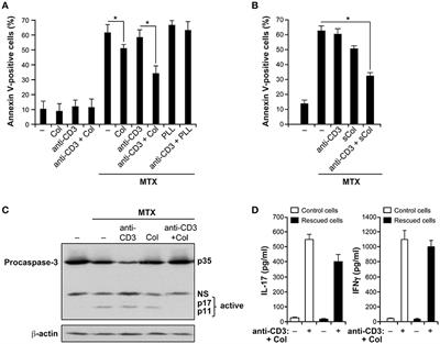 Alpha2beta1 Integrin (VLA-2) Protects Activated Human Effector T Cells From Methotrexate-Induced Apoptosis